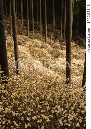 Clusters of mitsumata dyed in gold Clusters of mitsumata dyed in gold 101285148