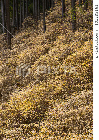 Clusters of mitsumata dyed in gold Clusters of mitsumata dyed in gold 101285161
