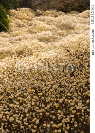 Clusters of mitsumata dyed in gold Clusters of mitsumata dyed in gold 101285162