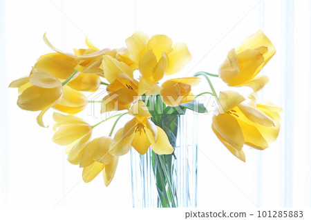 Bouquet of yellow tulips on the windowsill Bouquet of yellow tulips on the windowsill 101285883