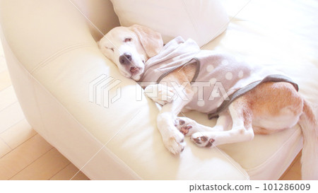 比格犬睡在沙發上，臉色滑稽 101286009