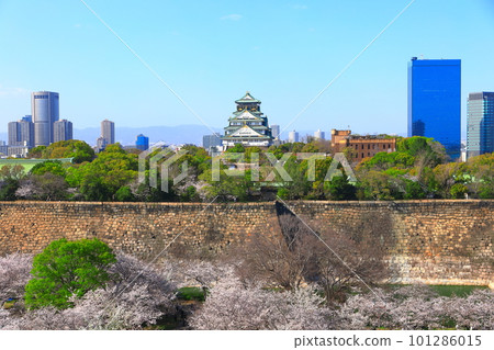 【大阪府】櫻花盛開的大阪城公園 101286015