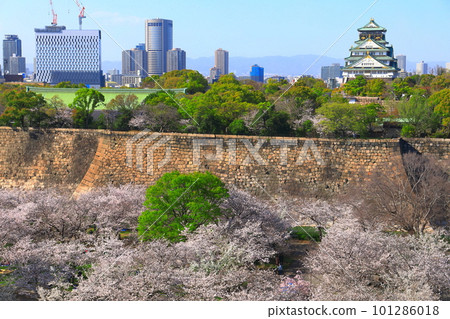 [Osaka Prefecture] Osaka Castle Park with cherry blossoms in full bloom 101286018