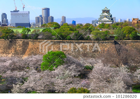 [Osaka Prefecture] Osaka Castle Park with cherry blossoms in full bloom 101286020