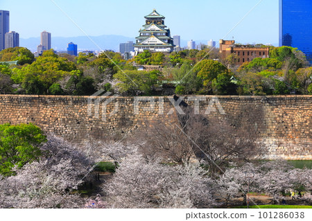 【大阪府】櫻花盛開的大阪城公園 【大阪府】櫻花盛開的大阪城公園 101286038