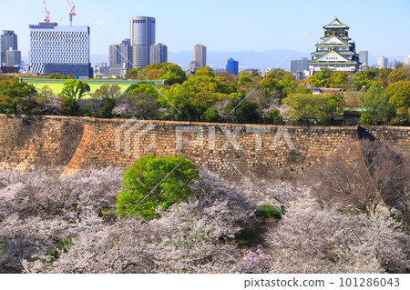[Osaka Prefecture] Osaka Castle Park with cherry blossoms in full bloom 101286043
