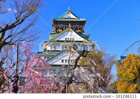 [Osaka Prefecture] Cherry Blossoms in Full Bloom and Osaka Castle 101286111