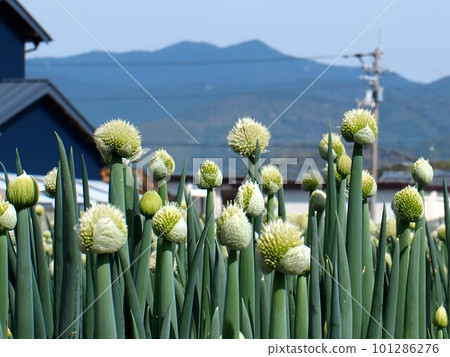 花田裡的大蔥(嘉兆平原的洋蔥田) 花田裡的大蔥(嘉兆平原的洋蔥田) 101286276