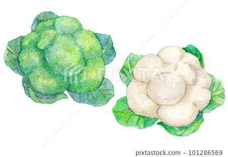 水彩插圖西蘭花和花椰菜 101286569