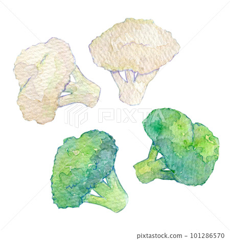 水彩插圖西蘭花和花椰菜 101286570