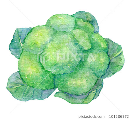 水彩插圖西蘭花和花椰菜 101286572
