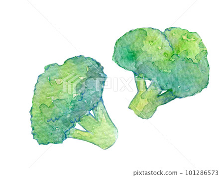 Watercolor illustration Broccoli and cauliflower Watercolor illustration Broccoli and cauliflower 101286573