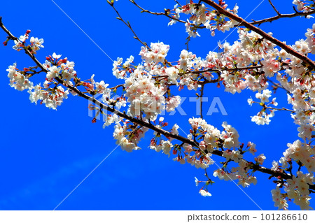 原子彈爆炸圓頂屋 101286610