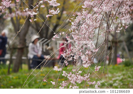 People watching cherry blossoms in a park where cherry blossoms bloom People watching cherry blossoms in a park where cherry blossoms bloom 101286689