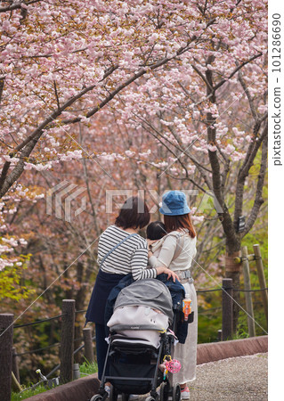 People watching cherry blossoms in a park where cherry blossoms bloom People watching cherry blossoms in a park where cherry blossoms bloom 101286690