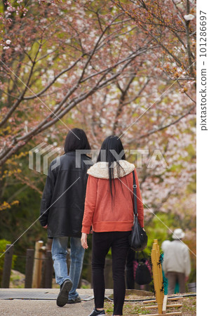 People watching cherry blossoms in a park where cherry blossoms bloom 101286697