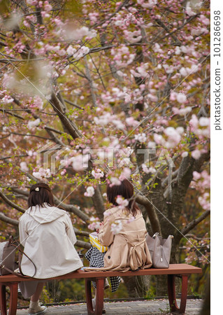 People watching cherry blossoms in a park where cherry blossoms bloom 101286698