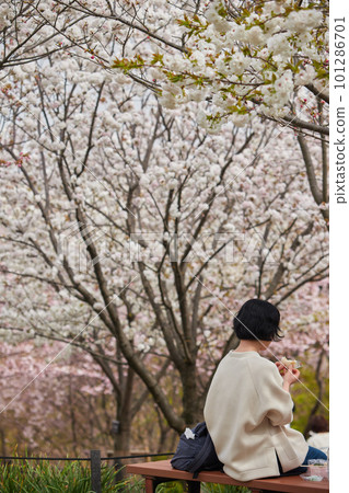People watching cherry blossoms in a park where cherry blossoms bloom 101286701