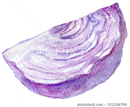 紫甘藍水彩插圖 101286764