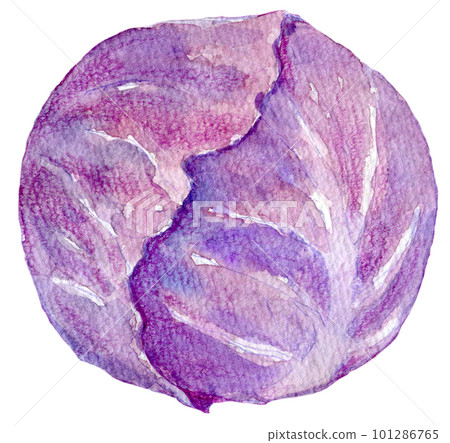 Purple cabbage watercolor illustration 101286765