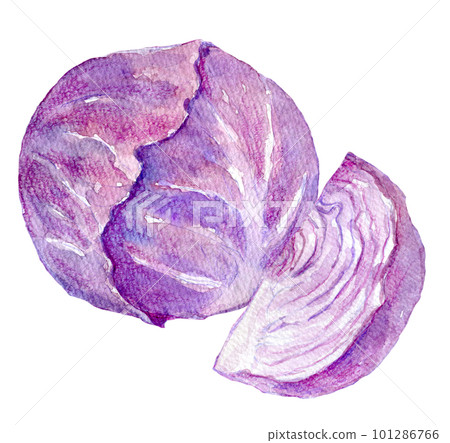 Purple cabbage watercolor illustration 101286766
