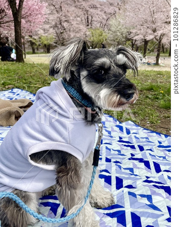 Cherry blossoms in full bloom and my dog Cherry blossoms in full bloom and my dog 101286829
