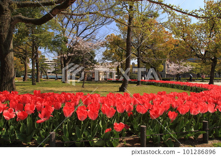 原子彈爆炸圓頂上的鬱金香 101286896