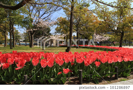 原子彈爆炸圓頂上的鬱金香 101286897