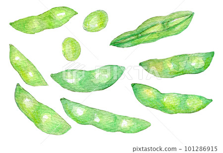 新鮮煮沸的毛豆水彩插圖 101286915