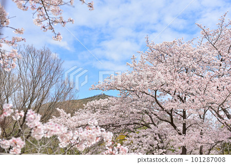 Yoshino cherry trees in full bloom and Mt. Takamikura 101287008