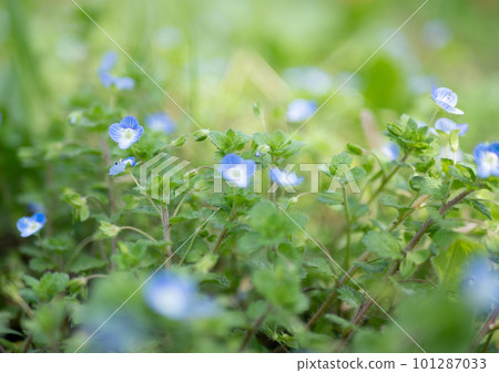 東方百合的藍色花朵在春天的田野裡盛開。 101287033
