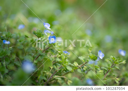 東方百合的藍色花朵在春天的田野裡盛開。 東方百合的藍色花朵在春天的田野裡盛開。 101287034