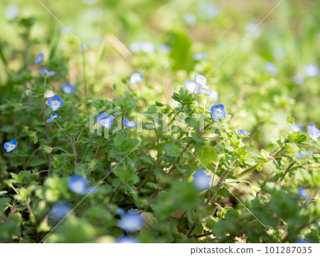 東方百合的藍色花朵在春天的田野裡盛開。 101287035