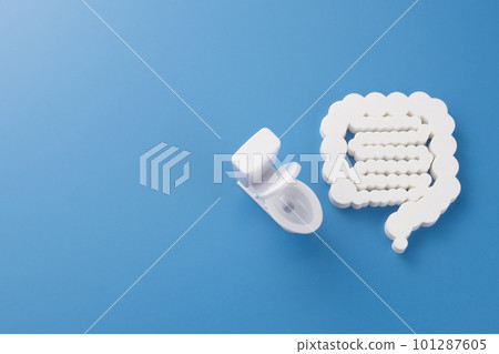 Intestine and toilet model Image photo 101287605