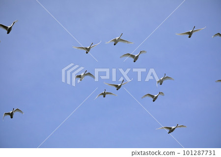 Koshibegawa Swan Landing Site, Kawashima-cho, Hiki-gun, Saitama Prefecture Swans forming a formation and flying through the sky 101287731
