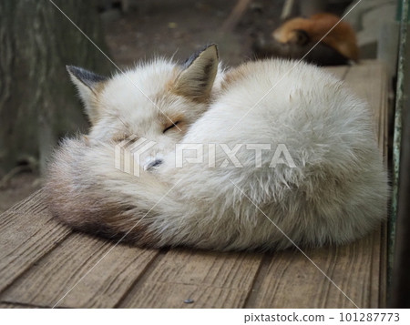 藏王狐狸村的白狐 101287773