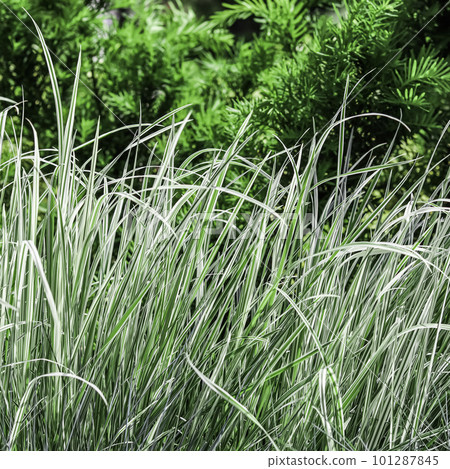 Decorative green and white striped grass. Arrhenatherum elatius bulbosum variegatum. Soft focus. Natural background. 101287845