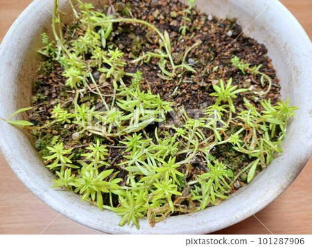 盆栽多年生草本植物品種名稱 Kogane Hosoba Mannenso 101287906