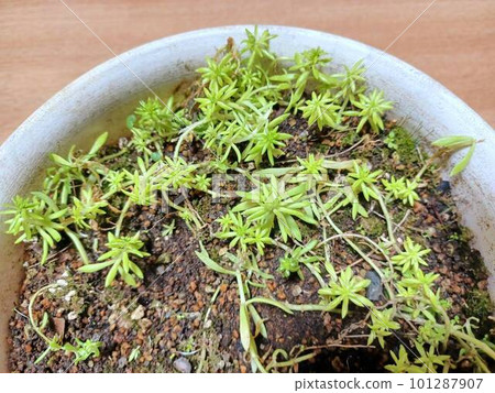 盆栽多年生草本植物品種名稱 Kogane Hosoba Mannenso 101287907