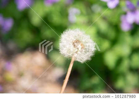 Fluffy dandelion fluff [Spring] [Summer] [Autumn] 101287980