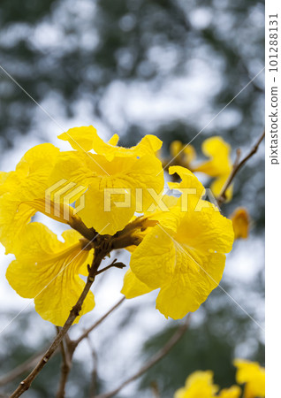 ipe yellow flower 101288131