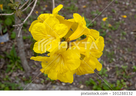 ipe yellow flower 101288132