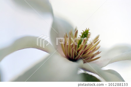 White Kobushi flowers with stamens and pistils visible (using a macro lens, outdoor close-up image) 101288133