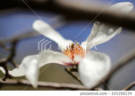 White flowers of Magnolia magnolia receiving sunlight against a blue sky (using a macro lens, outdoor close-up image) 101288134