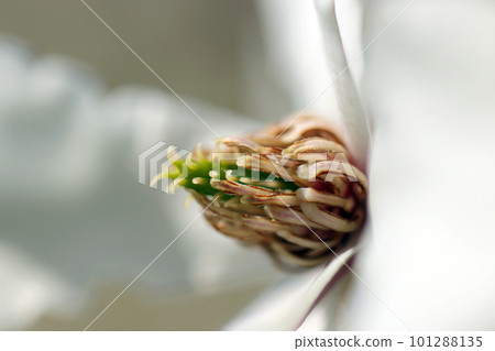 An image of a white flower of Magnolia magnolia where structures such as stamens and pistils can be observed (using a macro lens, outdoor close-up image) An image of a white flower of Magnolia magnolia where structures such as stamens and pistils can be observed (using a macro lens, outdoor close-up image) 101288135
