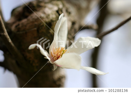 White flowers of magnolia magnolia blooming directly from a tree trunk against a blue sky (using a macro lens, outdoor close-up image) White flowers of magnolia magnolia blooming directly from a tree trunk against a blue sky (using a macro lens, outdoor close-up image) 101288136