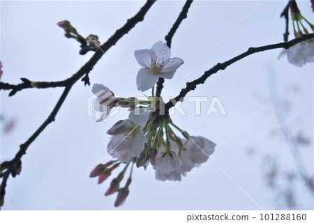 Cherry blossoms Cherry blossoms 101288160