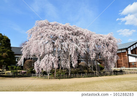 一棵盛開的櫻花樹映襯著藍天 101288283