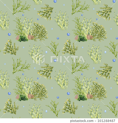 Seamless pattern of green sea plants watercolor illustration isolated on grey. Laminaria, sea salad, ascophyllum hand drawn. Design for package, label, paper, textile, wrapping, marine collection Seamless pattern of green sea plants watercolor illustration isolated on grey. Laminaria, sea salad, ascophyllum hand drawn. Design for package, label, paper, textile, wrapping, marine collection 101288487