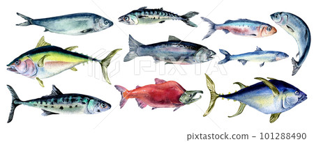 Set of wild sea fish watercolor illustration isolated on white background. 101288490